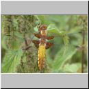 Libellula depressa - Plattbauch jung m01.jpg